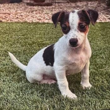 Jack Russell Terrier and Chihuahua Dogs Available for Adoption in San Antonio, Texas - Ike | PetCurious