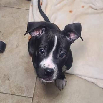 Pit Bull Terrier and Boxer Dogs Available for Adoption in Galveston, Texas - TinTin | PetCurious