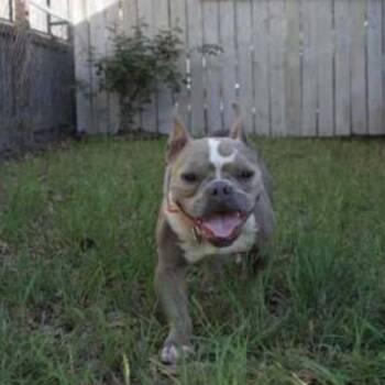 French Bulldog and American Bulldog Dogs Available for Adoption in Austin, Texas - Pinky | PetCurious