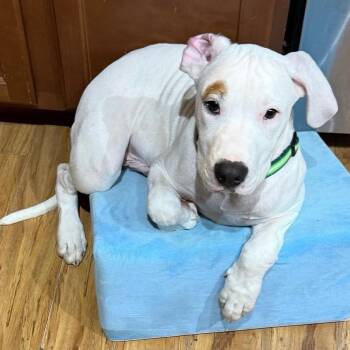 Bruiser -  Pit Bull Terrier Dog for Adoption in Belleville, Illinois - Bruiser | PetCurious