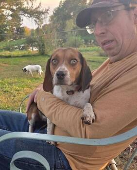 Wendy -  Beagle Dog for Adoption in West Peoria, Illinois - Wendy | PetCurious