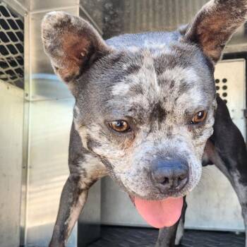 Joker -  French Bulldog and Mixed Breed Dog for Adoption in Birmingham, Alabama - Joker | PetCurious