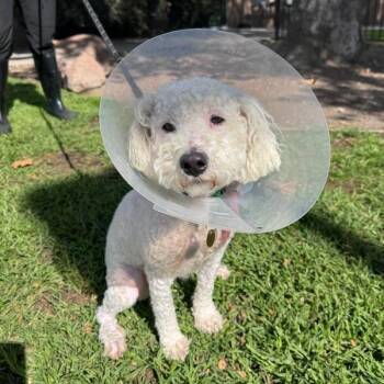 Maximus -  Poodle Dog for Adoption in Oakland, California - Maximus | PetCurious