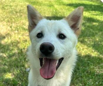 Luna -  Jindo Dog for Adoption in San Ramon, California - Luna | PetCurious