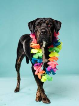 Cold Play -  Mixed Breed Dog for Adoption in Atlanta, Georgia - Cold Play | PetCurious