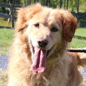 Rescue Golden Retriever Dogs for Adoption in New York, New York - SIR LOKI: "In NY: Foster Or Forever Home Needed!" | PetCurious