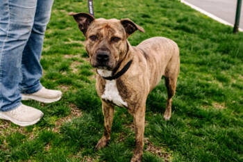 Rescue Mixed Breed Dogs for Adoption in West Chester, Pennsylvania - Fern Fka Remy | PetCurious