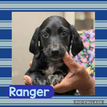 Dachshund and Poodle Dogs Available for Adoption in Ringwood, New Jersey - Ranger | PetCurious
