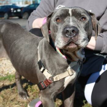 Rescue Pit Bull Terrier and Mixed Breed Dogs for Adoption in Richmond, Virginia - Seymour | PetCurious