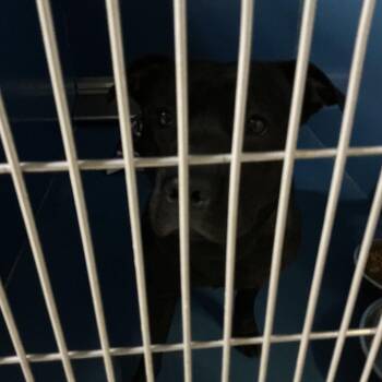Pit Bull Terrier Dogs Available for Adoption in Saint Joseph, Missouri - Fat Boy | PetCurious