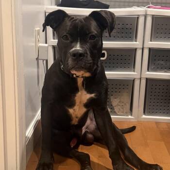 Palmer -  Pit Bull Terrier and Mixed Breed Dog for Adoption in Fredericksburg, Virginia - Palmer | PetCurious
