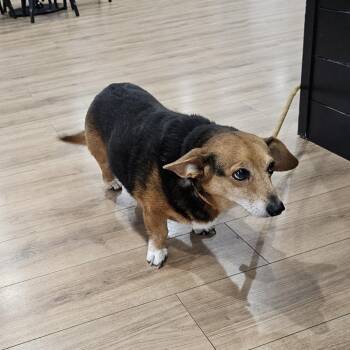 Kyomi -  Dachshund and Cardigan Welsh Corgi Dog for Adoption in Livingston, Texas - Kyomi | PetCurious