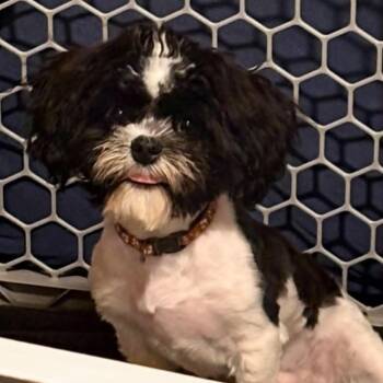 Johnny in foster care -  Shih Tzu Dog for Adoption in Plainfield, Illinois - Johnny In Foster Care | PetCurious