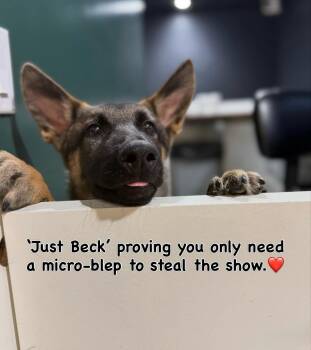 Beck -  German Shepherd Dog Dog for Adoption in Bellevue, Washington - Beck | PetCurious