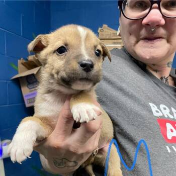 Terrier Dogs Available for Adoption - NY King Avail Feb 14 (Tractor Supply Patterson) | PetCurious