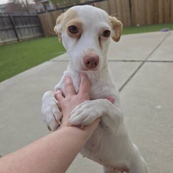 Rescue Chihuahua and Dachshund Dogs for Adoption in Brighton, Colorado - Leah | PetCurious