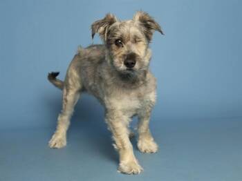 Poodle Dogs Available for Adoption in Phoenix, Arizona - MACIE | PetCurious