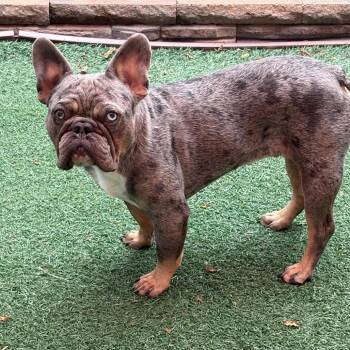 Enzo -  French Bulldog Dog for Adoption in Rochester, Minnesota - Enzo | PetCurious