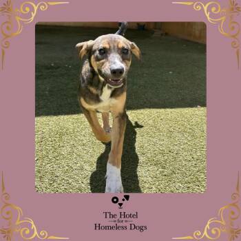 Mizzle -  Hound and Terrier Dog for Adoption in Cumberland, Rhode Island - Mizzle | PetCurious