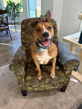 Scooby -  American Staffordshire Terrier and Pit Bull Terrier Dog for Adoption in Eastpointe, Michigan - Scooby | PetCurious