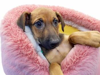 Doberman Pinscher and Mixed Breed Dogs Available for Adoption - MONICA | PetCurious