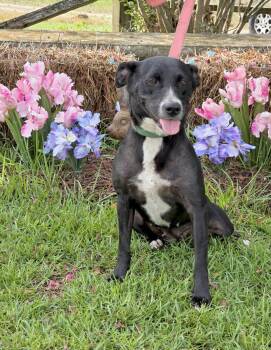 Madisen -  Labrador Retriever and American Staffordshire Terrier Dog for Adoption in Huntingtown, Maryland - Madisen | PetCurious