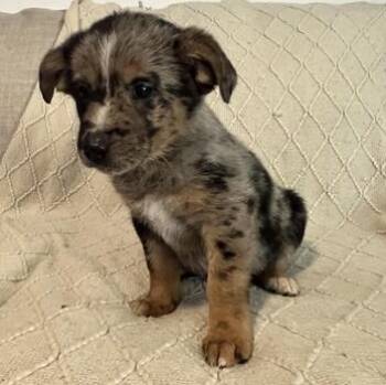 German Shepherd Dog and Australian Shepherd Dogs Available for Adoption in Liverpool, Texas - Aurora | PetCurious