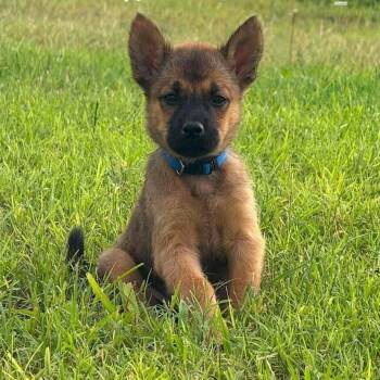 Joan -  Golden Retriever and German Shepherd Dog Dog for Adoption in Plainfield, Connecticut - Joan | PetCurious