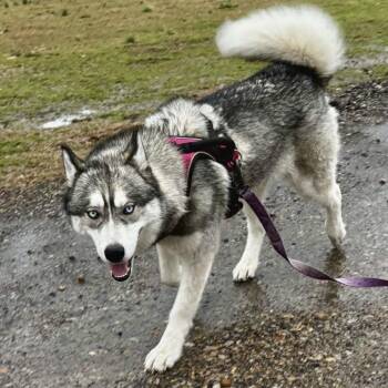 Elsa -  Siberian Husky Dog Available for Adoption in Memphis, Tennessee - Elsa | PetCurious