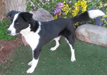 Border Collie and Mixed Breed Dogs Available for Adoption - KAI | PetCurious