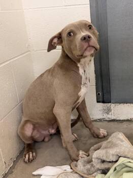 Azriel -  Pit Bull Terrier Dog for Adoption in Sanford, North Carolina - Azriel | PetCurious