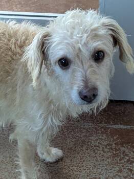 Rescue Terrier Dogs for Adoption in Salinas, California - Paquita | PetCurious