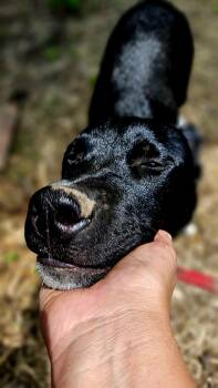 Rescue Black Labrador Retriever and American Staffordshire Terrier Dogs for Adoption in Magnolia, Texas - Paxton | PetCurious