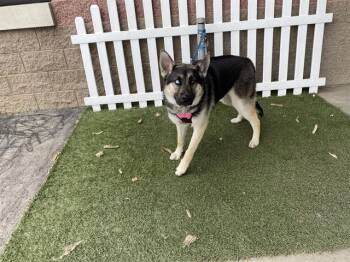 German Shepherd Dog Dogs Available for Adoption in Modesto, California - BELLA | PetCurious