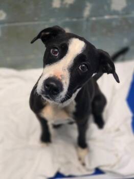 Abby -  Mixed Breed Dog for Adoption in Danielsville, Georgia - Abby | PetCurious