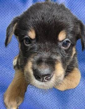FrankFurrari -  German Shepherd Dog and Mixed Breed Dog for Adoption in Simcoe, Ontario - FrankFurrari | PetCurious