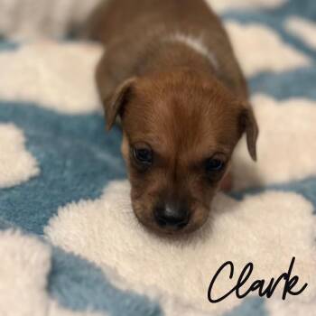 Mixed Breed Dogs Available for Adoption - Clark | PetCurious