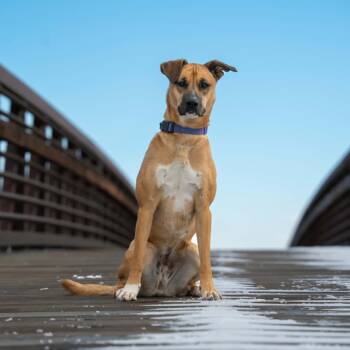 AISHA -  Mixed Breed Dog for Adoption in Loveland, Colorado - AISHA | PetCurious