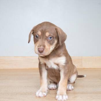 Coop D69693 -  Shepherd Dog for Adoption in Minnetonka, Minnesota - Coop D69693 | PetCurious