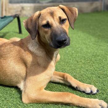 Rescue German Pinscher Dogs for Adoption in Loxahatchee Groves, Florida - Guanica Litter - Musa | PetCurious
