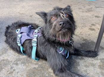 Terrier and Shih Tzu Dogs Available for Adoption in Covington, Washington - Jenzie | PetCurious