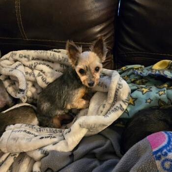 Rocket -  Yorkshire Terrier Dog for Adoption in Rochester, Minnesota - Rocket | PetCurious