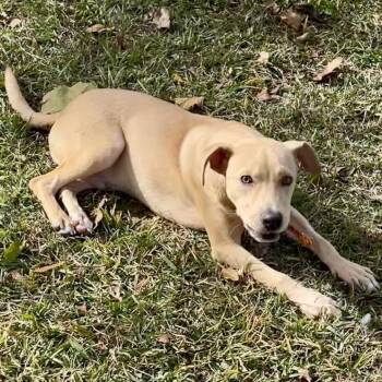 Jimbo -  Labrador Retriever and Mixed Breed Dog for Adoption in Livingston, Texas - Jimbo | PetCurious