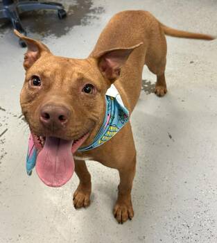 Pit Bull Terrier Dogs Available for Adoption in Eagle, Idaho - Bindi **Courtesy Post. Out Of Town Pet. See Below For Details** | PetCurious