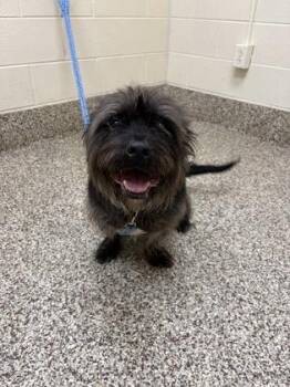 Bruce -  Shih Tzu and Mixed Breed Dog for Adoption in Westland, Michigan - Bruce | PetCurious