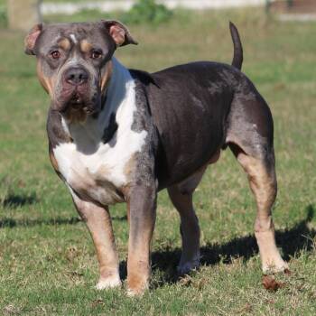 Jimbo Square Pants -  American Bully Dog for Adoption in Temple, Texas - Jimbo Square Pants | PetCurious