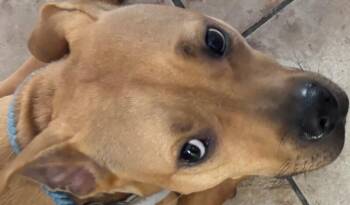 Hoop -  Mixed Breed Dog for Adoption in Cincinnati, Ohio - Hoop | PetCurious