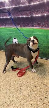 MOCHO -  American Bulldog Dog for Adoption in Doral, Florida - MOCHO | PetCurious