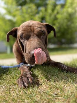 Shar Pei and Mixed Breed Dogs Available for Adoption in Severance, Colorado - Belinda | PetCurious