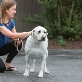 Jody -  Labrador Retriever Dog for Adoption in Chester Springs, Pennsylvania - Jody | PetCurious